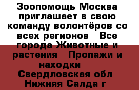 Зоопомощь.Москва приглашает в свою команду волонтёров со всех регионов - Все города Животные и растения » Пропажи и находки   . Свердловская обл.,Нижняя Салда г.